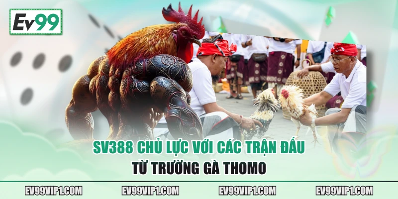 SV388 chủ lực với các trận đấu từ trường gà Thomo